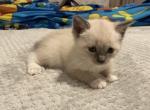 Blue lilac Siamese female kitten - Siamese Cat For Sale - Attleboro, MA, US