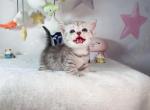 viki - Munchkin Cat For Sale - Staten Island, NY, US