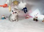 beka - Munchkin Cat For Sale - Staten Island, NY, US