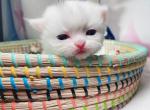 Alary - Munchkin Cat For Sale - Staten Island, NY, US