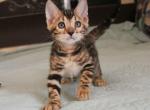 Wonder - Bengal Cat For Sale - Miami, FL, US