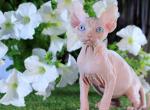 Mona - Sphynx Cat For Sale - Norwalk, CT, US