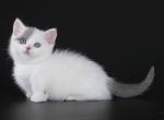 Bard - Munchkin Cat For Sale - Hollywood, FL, US