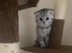 Aya - Scottish Fold Cat For Sale - Philadelphia, PA, US