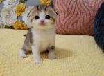 Vicki Alphastar - Scottish Fold Cat For Sale - Levittown, PA, US