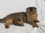 Little Nala - Scottish Fold Cat For Sale - Brooklyn, NY, US