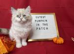 Chloe - Munchkin Cat For Sale - Ava, MO, US