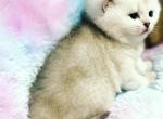 Lily - Scottish Fold Cat For Sale - Greenville, SC, US