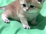 Honda - Scottish Fold Cat For Sale - Exton, PA, US