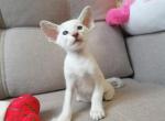 Laura - Oriental Cat For Sale - Norwalk, CT, US