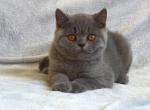 Gibson - British Shorthair Cat For Sale - Norwalk, CT, US