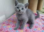 Orlando Blum - Russian Blue Cat For Sale - Norwalk, CT, US