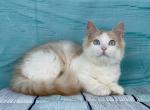 King Leo - Munchkin Cat For Sale - Hollywood, FL, US