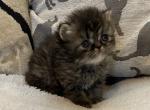 MLitter - Persian Cat For Sale - Sheridan, MI, US