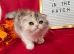 Daisy - Scottish Fold Cat For Sale - Ava, MO, US