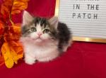 Oscar - Munchkin Cat For Sale - Ava, MO, US