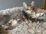 Opel & Jaguar - Maine Coon Cat For Sale - Trenton, MO, US