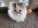 LITTLE ZEUS - Minuet Cat For Sale - Brookings, OR, US