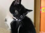 Inky - Scottish Straight Cat For Sale - WI, US