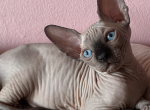 Males available - Sphynx Cat For Sale - Brooklyn, NY, US