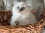 British female - British Shorthair Cat For Sale - Orlando, FL, US