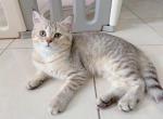 cocount - British Shorthair Cat For Sale - Staten Island, NY, US