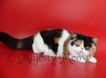 Faina - Exotic Cat For Sale - Yucca Valley, CA, US