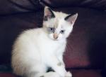 RagDoll Scottish Fold mix - Ragdoll Cat For Sale - WI, US