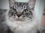 Siberian  Tiger  Silver color - Siberian Cat For Sale - New York, NY, US