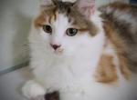 Siberian  princess - Siberian Cat For Sale - New York, NY, US