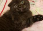 LUXURY KITTENS Pure black Scottish - Scottish Fold Cat For Sale - MI, US