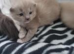 Taye's September litter - Ragdoll Cat For Sale - Attica, MI, US