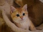 Arnold - British Shorthair Cat For Sale - San Mateo, CA, US
