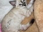 Bengal Silver Seal Charcoal - Bengal Cat For Sale - Crestview, FL, US