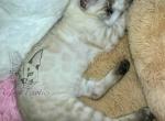 Silver Snow Rare Color Bengal - Bengal Cat For Sale - Crestview, FL, US