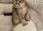 Kitty - Scottish Fold Cat For Sale - Renton, WA, US