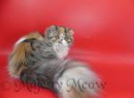 Zhuzha - Persian Cat For Sale - Yucca Valley, CA, US