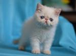 Villy - Exotic Cat For Sale - Hollywood, FL, US