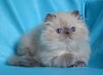 Tim - Persian Cat For Sale - Hollywood, FL, US