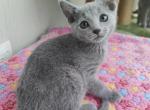 Otrada - Russian Blue Cat For Sale - Miami, FL, US