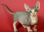 Everest - Sphynx Cat For Sale - Norwalk, CT, US