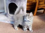 Dante - Siberian Cat For Sale - Somerset, NJ, US