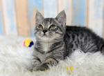 Adaline - Munchkin Cat For Sale - Joplin, MO, US