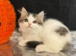 Gizmo - Munchkin Cat For Sale - Ava, MO, US