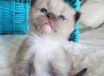 Tootie - Ragdoll Cat For Sale - Attica, MI, US