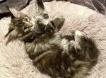 Dalra & Bugatti - Maine Coon Cat For Sale - Trenton, MO, US