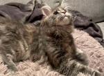 Dalra & Bugatti 2 - Maine Coon Cat For Sale - Trenton, MO, US