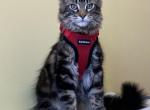 Brady Reserved by Michael & Jennifer - Maine Coon Cat For Sale - Chipley, FL, US