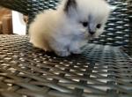 Shy's Munchkin Female Himalayan Persian - Munchkin Cat For Sale - Greenville, OH, US