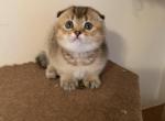 Kis - Scottish Fold Cat For Sale - Philadelphia, PA, US